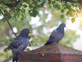  pigeons sit on a stone fence.