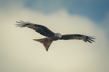 Obraz premium Rotmilan beim Fliegen