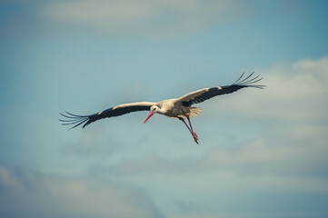 Weißstörche Nahaufnahme