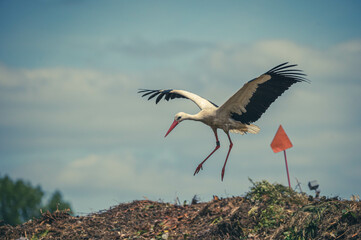Weißstörche Nahaufnahme