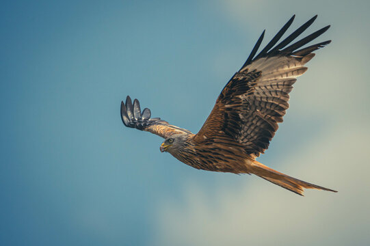 Rotmilan beim Fliegen