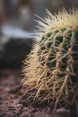 Cactus