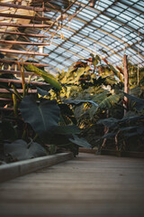 V&eacute;g&eacute;tation