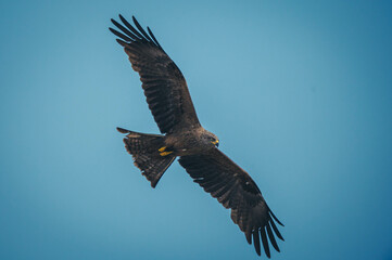 Schwarzmilan beim Fliegen