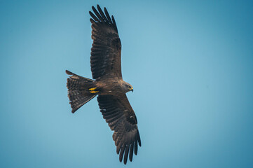 Schwarzmilan beim Fliegen