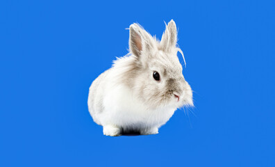 Decorative Domestic Rabbit Sits on a Blue Background. Adorable Little Bunny Looks Around. Healthy Animals and Pets Concept. Easter Holidays
