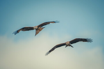 Obraz premium Schwarzmilan beim Fliegen