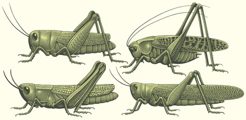 Grasshoppers. Design set. Editable hand drawn illustration. Vector vintage engraving. 8 EPS
 - obrazy, fototapety, plakaty