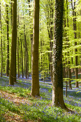 Fototapeta premium Sunlight is breaking through the leaf-filled canopies of the trees that comprise the Hallerbos in Belgium