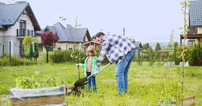 Father with child digging hole in ground for tree to grow. Little cute Caucasian boy helping his dad in planting trees in garden on sunny day. Small son helping to daddy work in orchard. At village.
