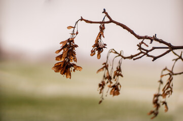 one branch with a brown maple seeds