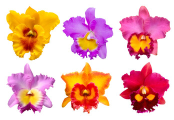 Set of Cattleya flowers isolated on white background with clipping path.