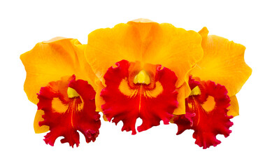 Cattleya flowers isolated on white background with clipping path.