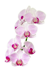Phalaenopsis flowers isolated on white background with clipping path.