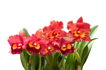 Fototapeta premium Cattleya flowers isolated on white background with clipping path.