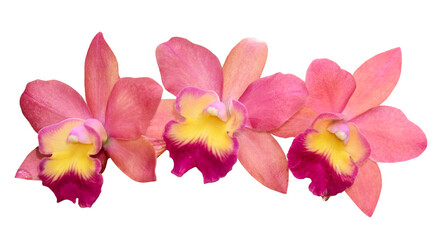 Set of Cattleya flowers isolated on white background with clipping path. - obrazy, fototapety, plakaty