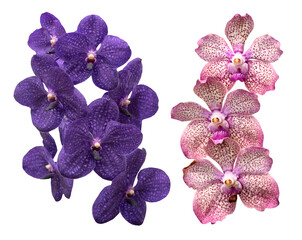 Obraz na płótnie Canvas Set of Vanda coerulea flowers isolated on white background with clipping path.