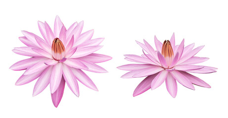 Set of lotus flowers isolated on white background with clipping path.