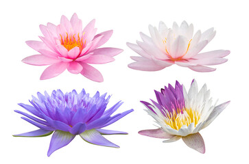 Set of lotus flowers isolated on white background with clipping path.