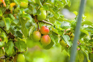 one branch with ripe apples
