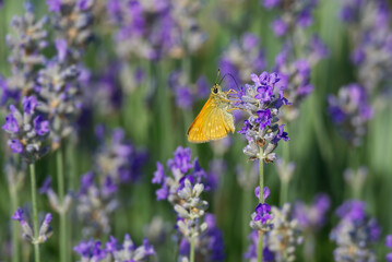 Large Skipper butterfly (Ochlodes sylvanus) perched on lavender plant in Zurich, Switzerland) 