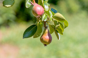 one branch with ripe pears