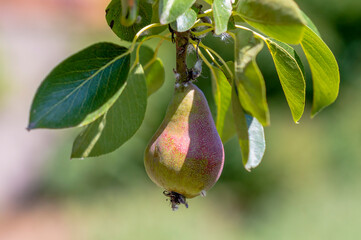 one branch with ripe pears