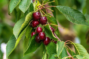 one branch with ripe cherries