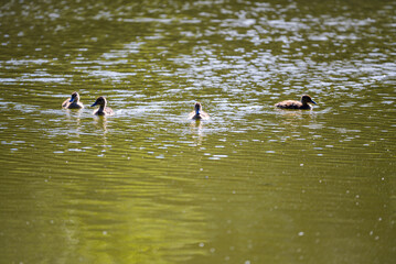 A series of photographs of birds in the wild, little wild duck ducklings