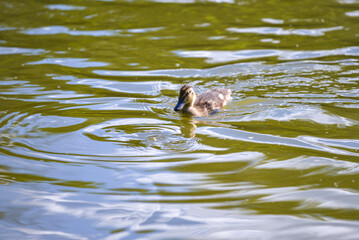 A series of photographs of birds in the wild, little wild duck ducklings