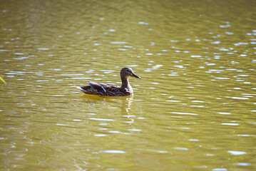 A series of photographs of birds in the wild, wild duck