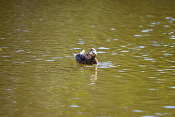 A series of photographs of birds in the wild, wild duck