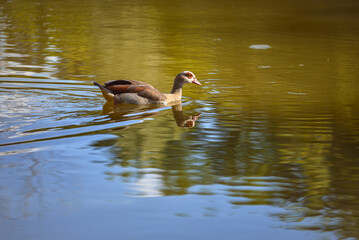 A series of photographs of birds in the wild, Egyptian goose