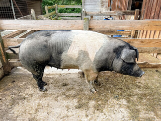 Large Schwäbisch-Hallisch Landschwein pig with free range