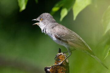 Barred warbler, Sylvia nisoria. A bird sings on a branch