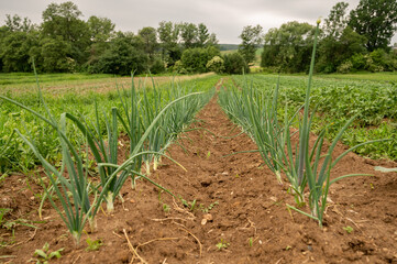 Fototapeta premium Onions on a field in western Styria in the evening atmosphere
