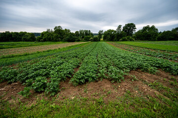 Fototapeta na wymiar Potato field in western Styria in the evening mood.