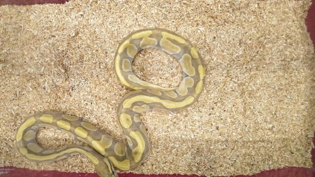 Ball python was slithering in the glass cabinet waiting to be sold. It's a popular pet in Thailand.