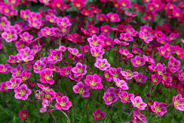 A field of blooming purple saxifrage flowers, natural background
