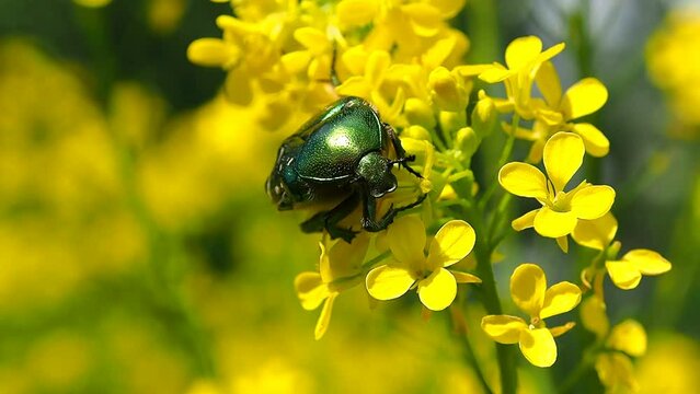 Golden bronze beetle of green color is a flower. A beautiful insect May beetle in a natural environment - macro photography.