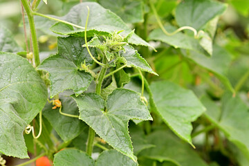 Obraz premium Young cucumbers in the garden on vertical bushes close-up. Gardening on the farm. Fresh harvest of delicious cucumbers outdoors. Healthy food, vegetarian.