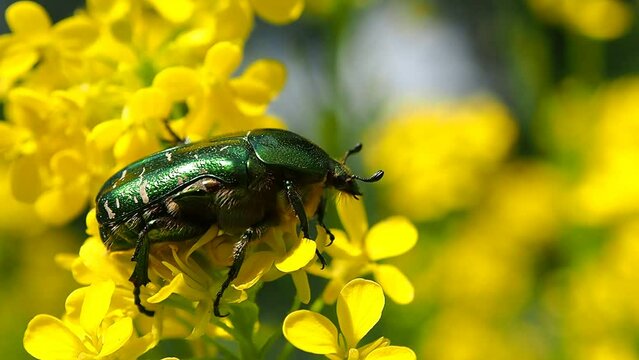 A golden bronze beetle of green color is a flower. A beautiful insect May beetle in a natural environment - macro photography.