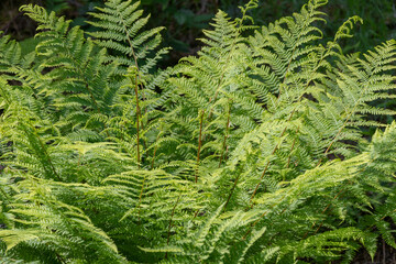 Selective focus of green leaves, Fern is a member of a group of vascular plants that reproduce via spores and have neither seeds nor flowers, Nature greenery leaf pattern background.