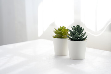 the abstract white with flowerpot on a table near the window and curtain clean minimal style mood background                        