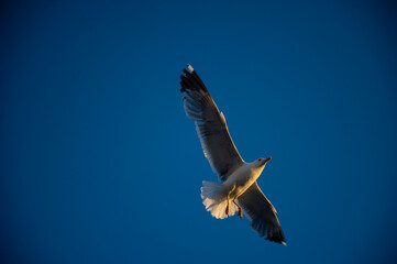 Blue sky and flaying seagull, Funny curious seagull in Tenedos