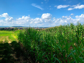 Countryside cornfield on a sunny day