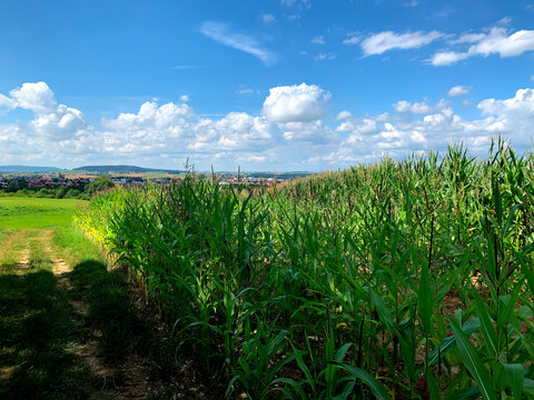 Countryside cornfield on a sunny day