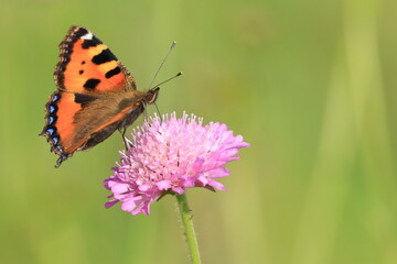 Small tortoiseshell (Aglais urticae), colorful butterfly on meadow flower