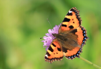Small tortoiseshell (Aglais urticae), colorful butterfly on meadow flower