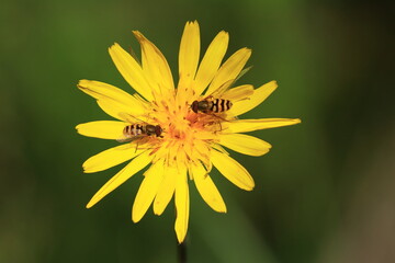 Small insects pollinate yellow meadow flower